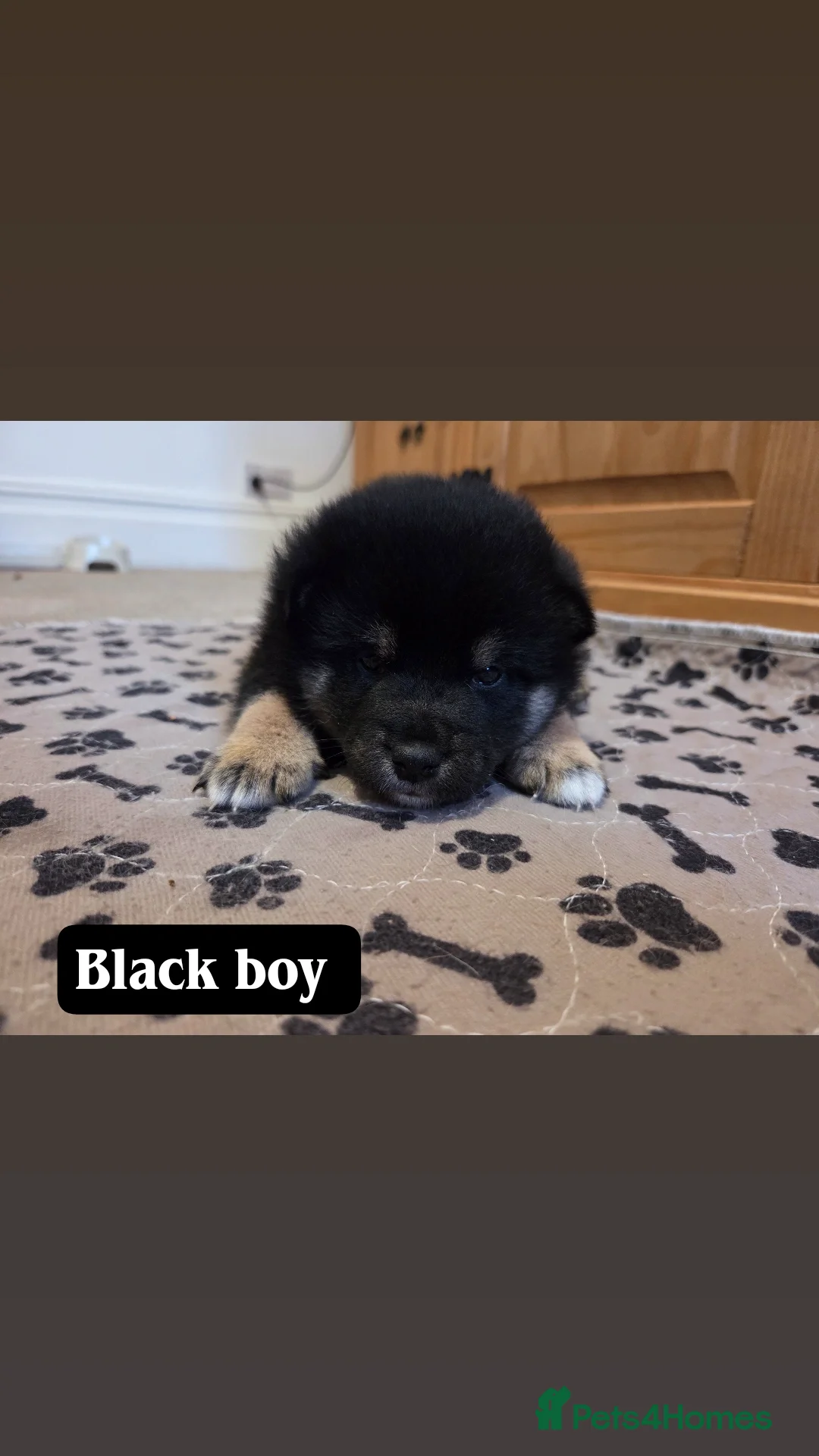 Japanese Shiba Inu dogs for sale: Shiba Inu – 5 Puppies  - Advert 6