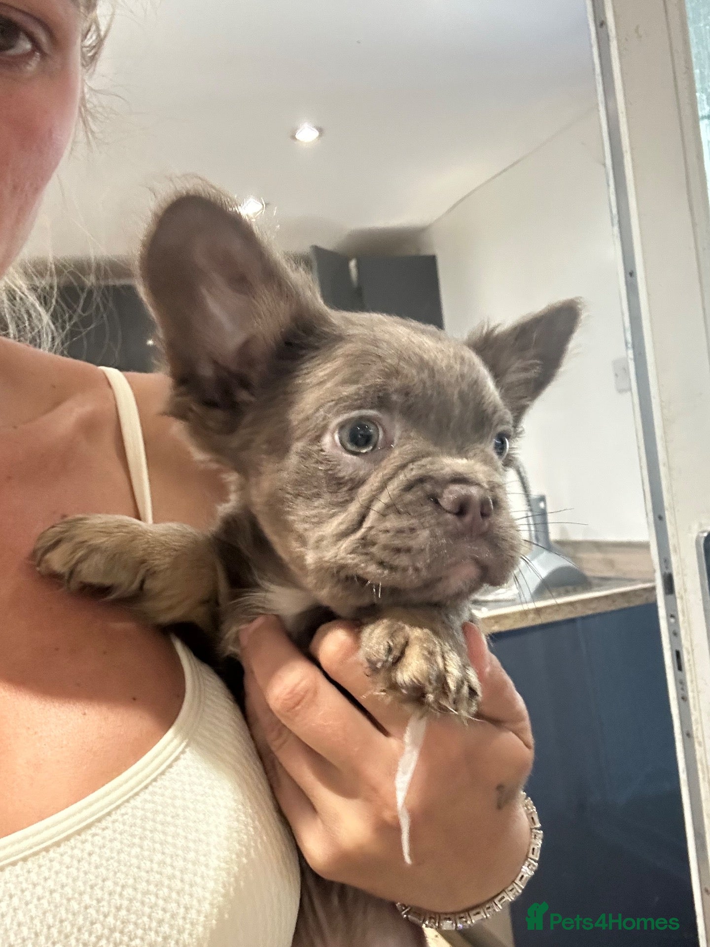 French Bulldog dogs Visual fluffy French bulldogs  - Advert 3