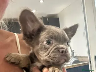 French Bulldog dogs Visual fluffy French bulldogs - Advert 3