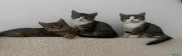 British Shorthair cats for sale: British shorthair cross  - Advert 6