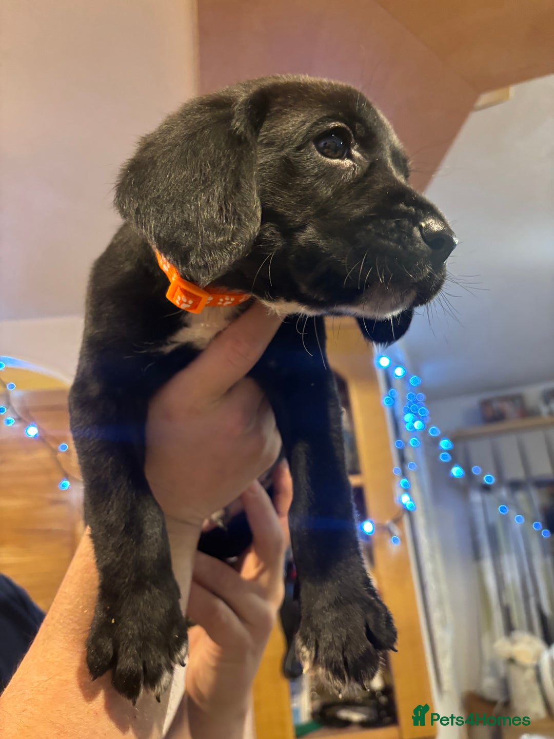 Springador dogs for sale: Springadors  - Advert 5