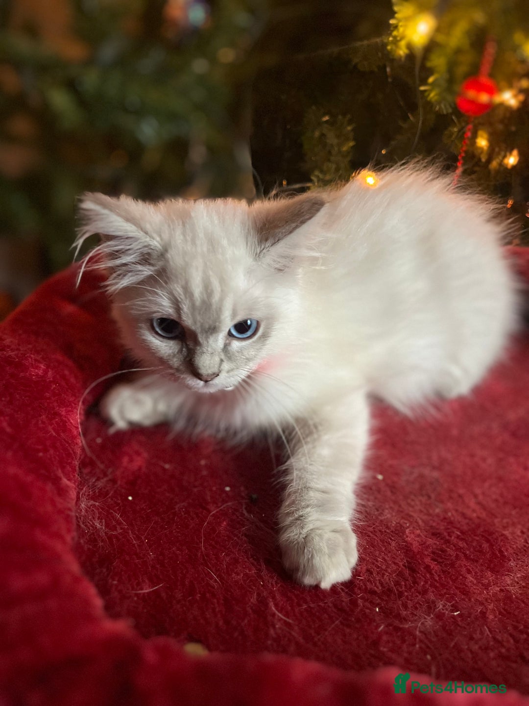 Ragdoll cats for sale: Gorgeous Tica ragdoll kittens ready now  - Advert 4