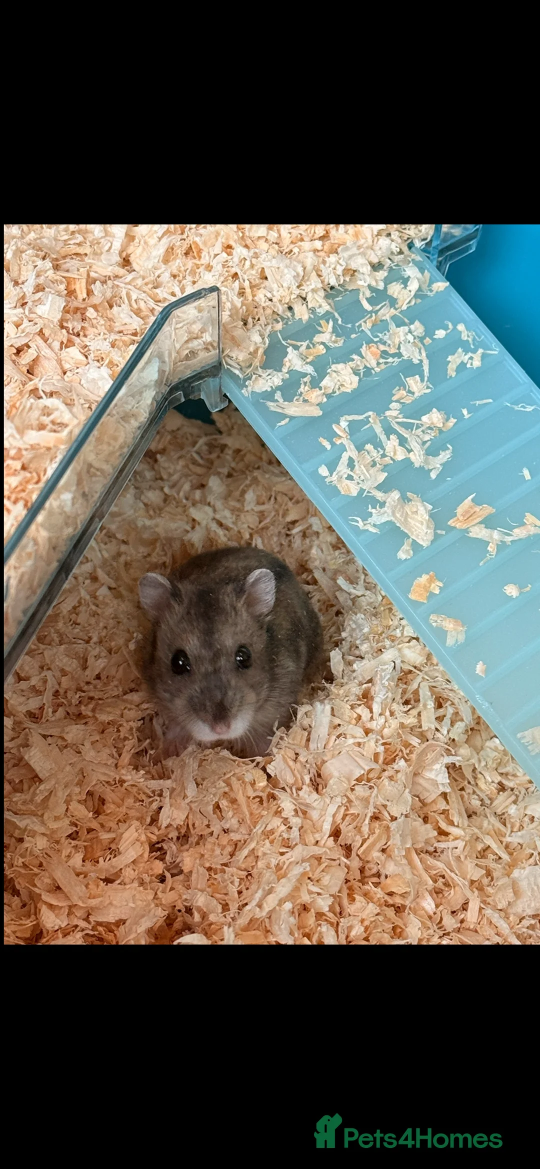 Hamster rodents for sale: 8 week old hamster - Advert 2