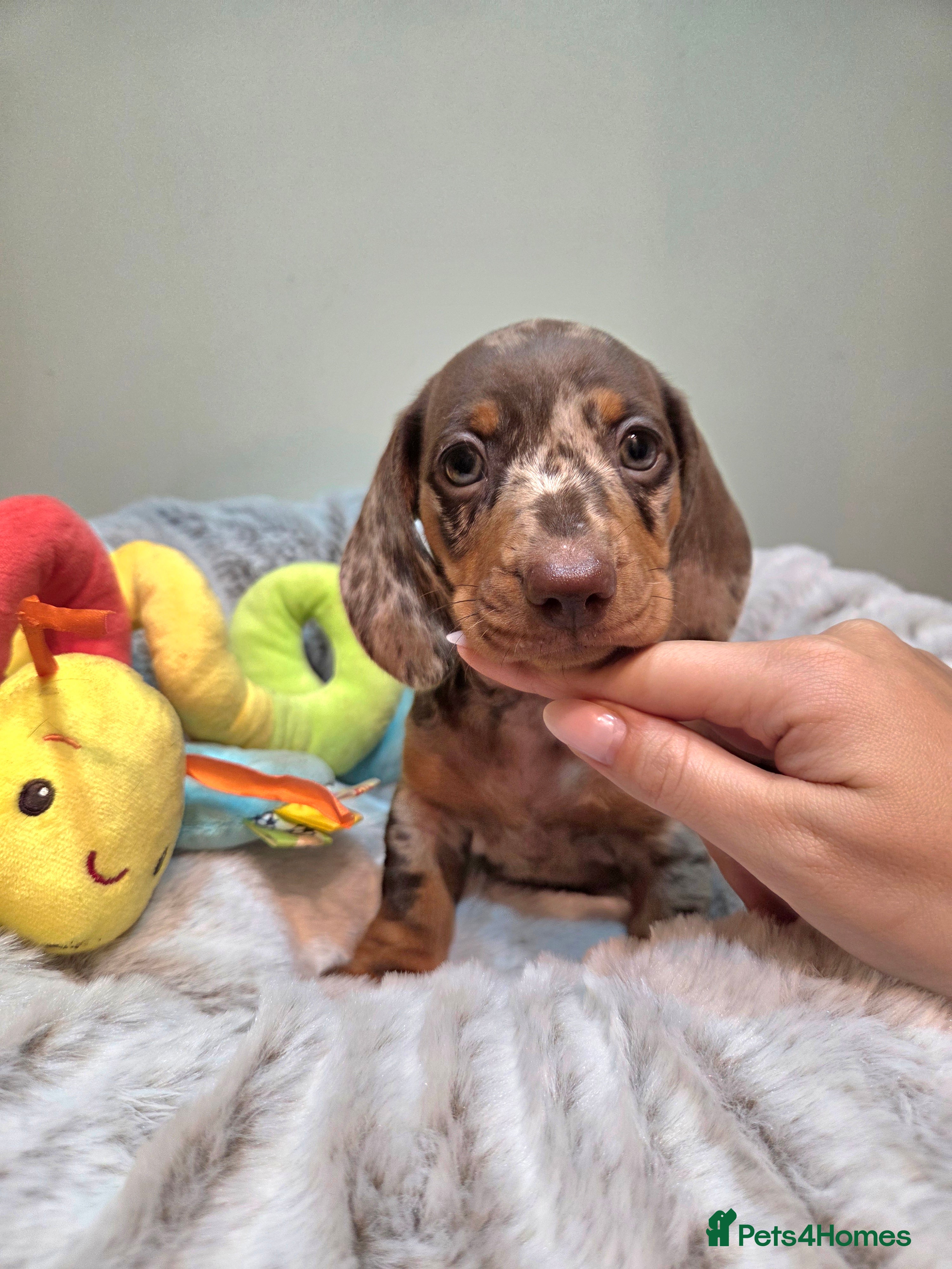 Miniature Dachshund dogs Kc Miniature Dachshunds  puppies  - Advert 6