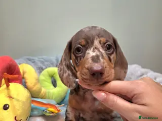 Miniature Dachshund dogs Kc Miniature Dachshunds puppies - Advert 10