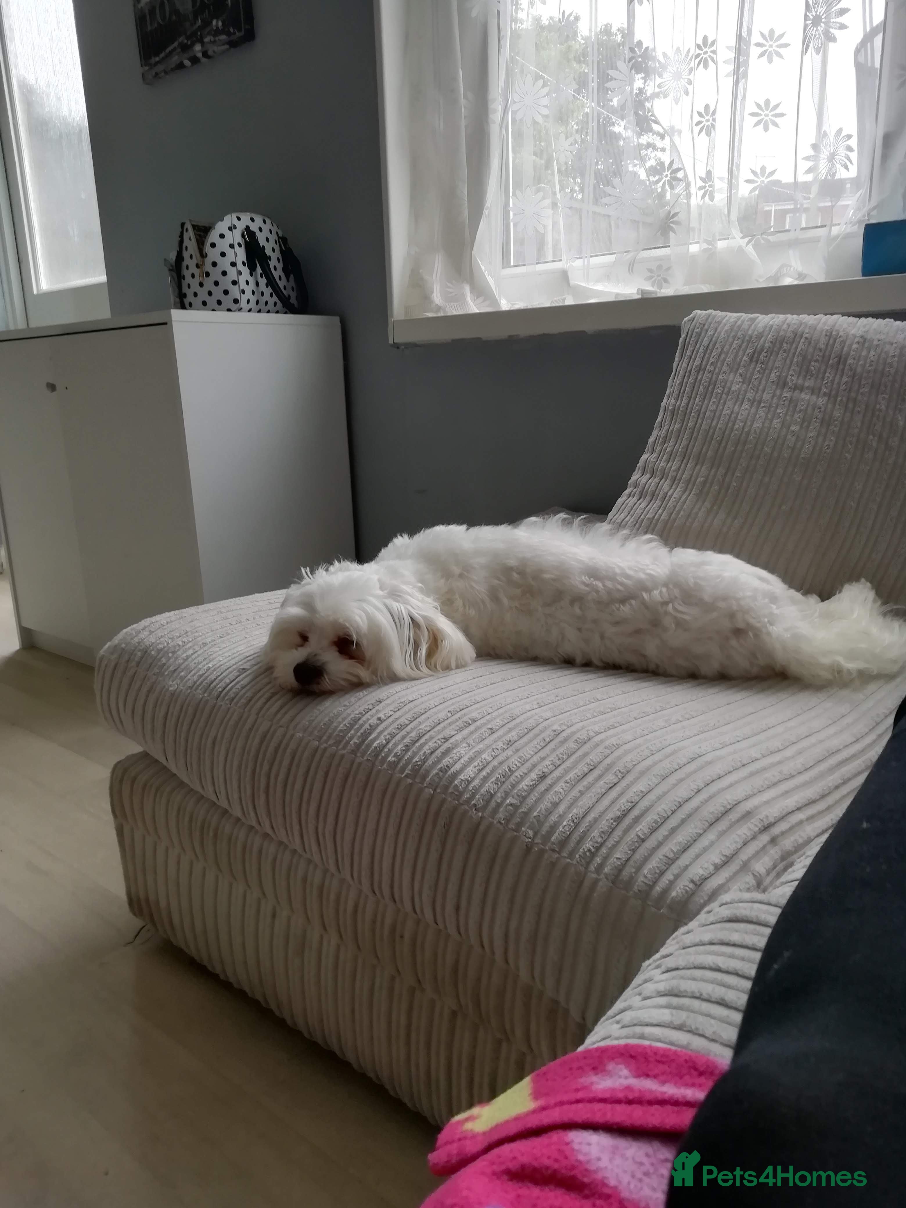 Maltese dogs 8yr old maltese looking for loving home - Advert 10