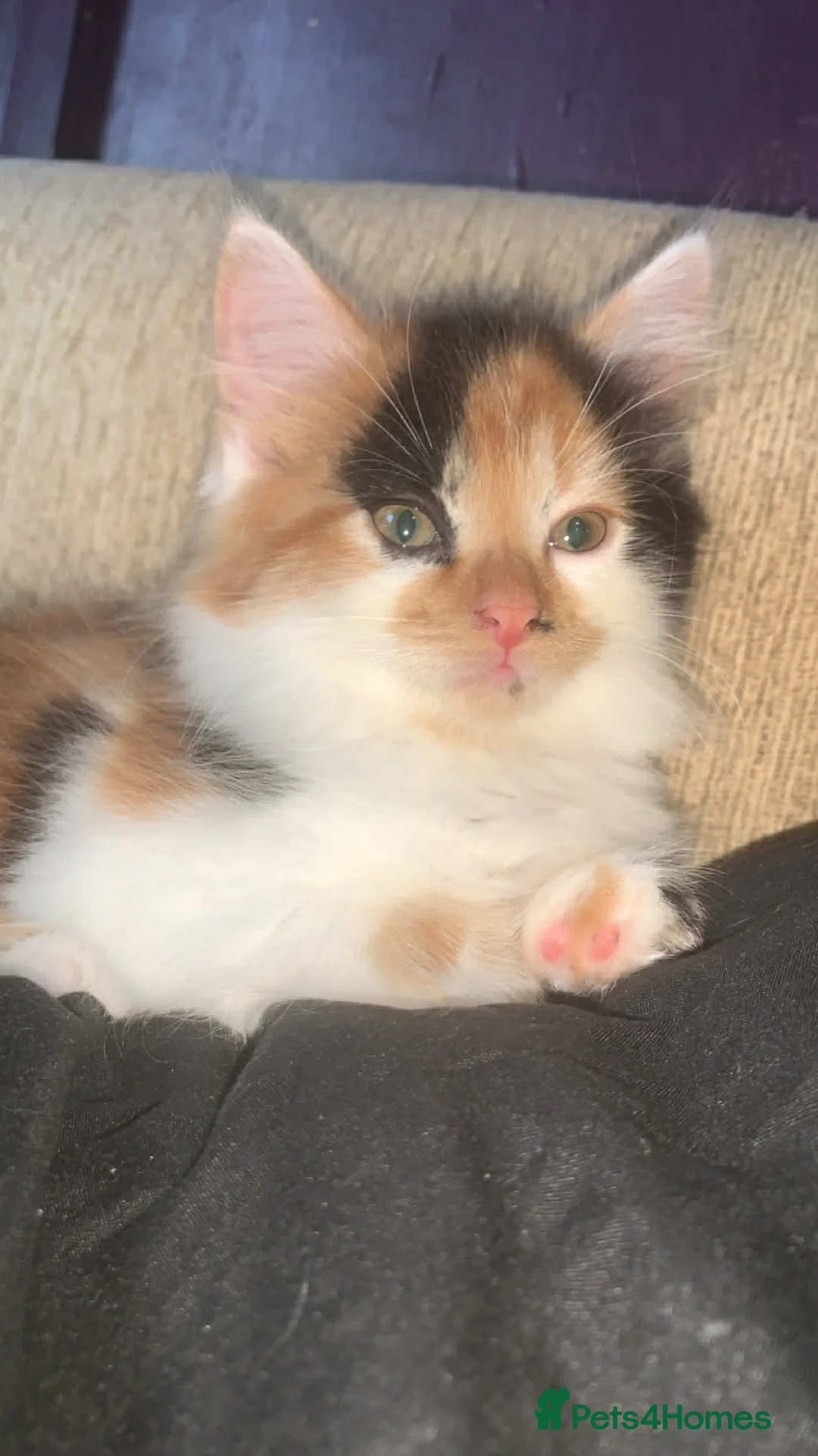 Mixed Breed cats for sale: Mix breed mum, small mainecoon dad - Advert 1