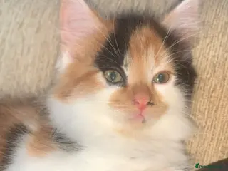 Mixed Breed cats Mix breed mum, small mainecoon dad - Advert 2