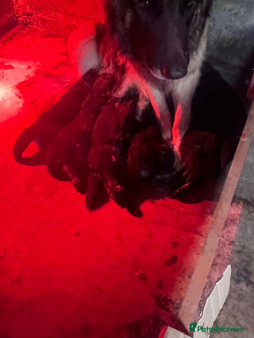 German Shepherd dogs for sale: German Shepherd puppies  - Advert 4
