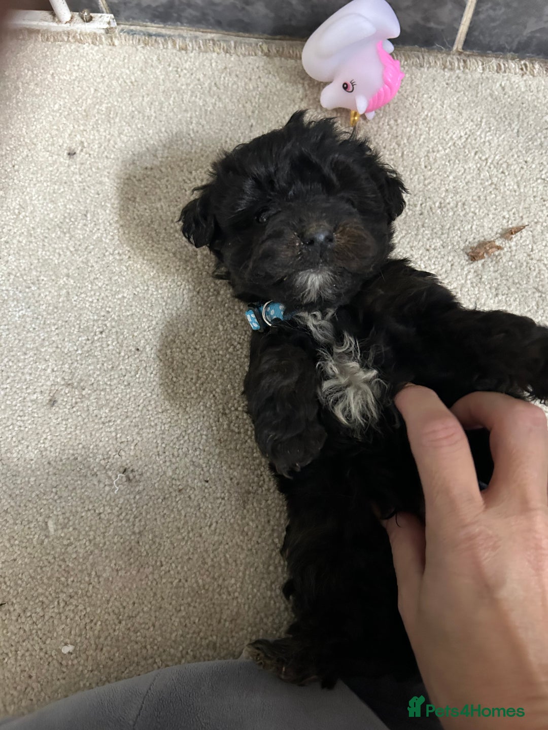 Jackapoo dogs for sale: 5 jackapoo puppies  - Image 10