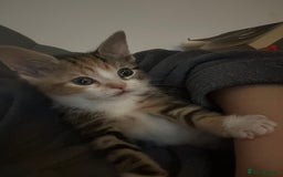 Domestic Shorthair cats for sale: Kittens - Image 1