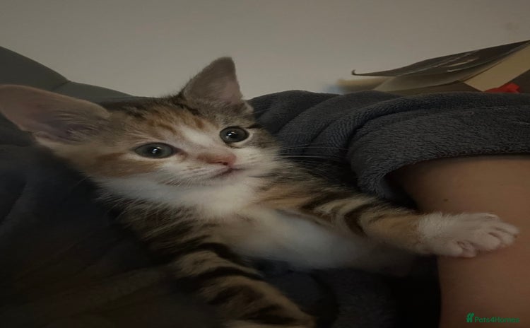 Domestic Shorthair cats - Advert 1