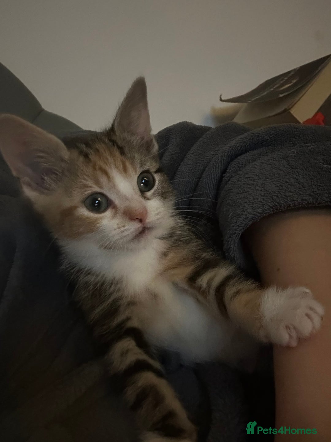 Domestic Shorthair cats for sale: Kittens - Image 1