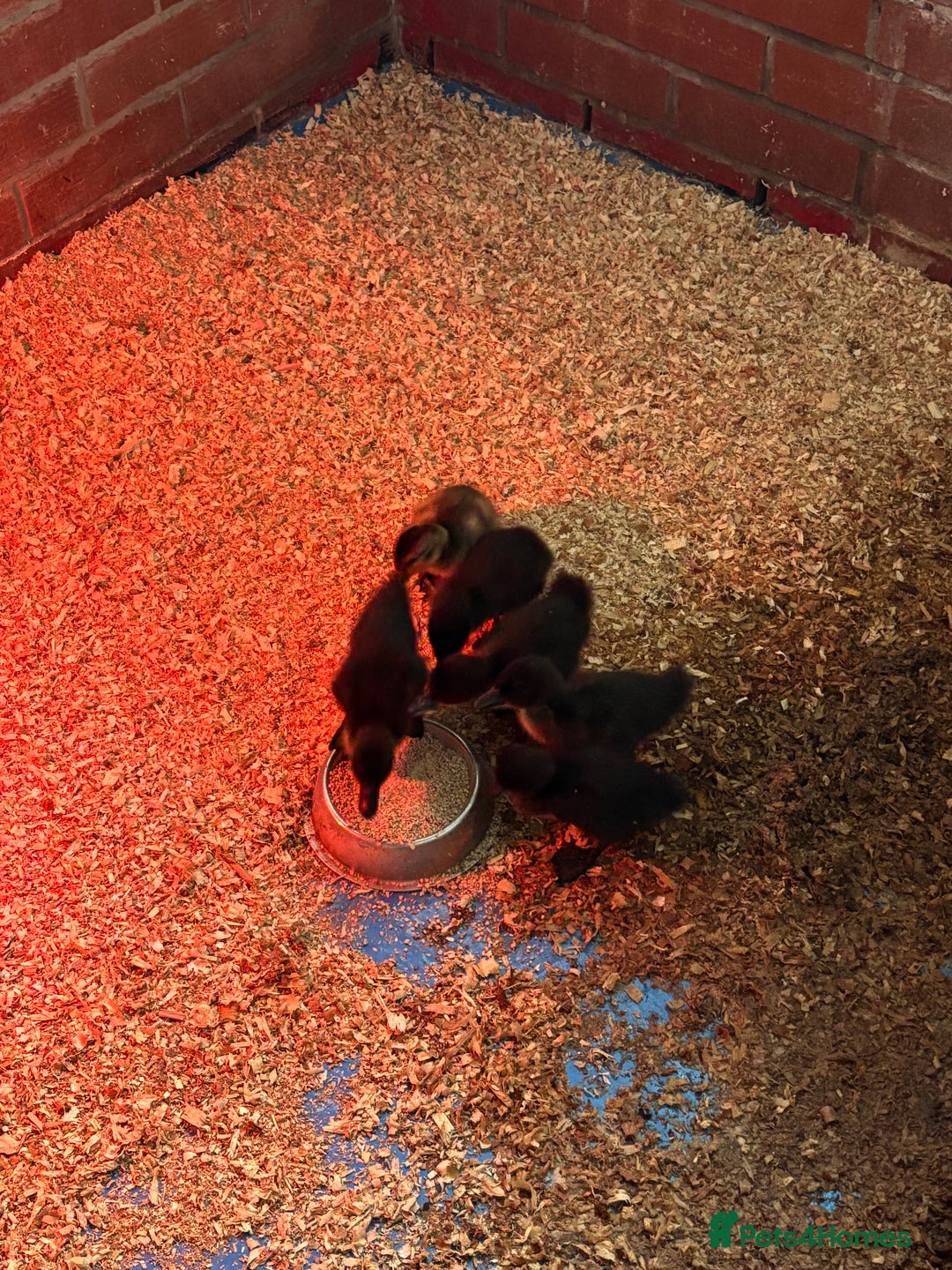 Ducks poultry for sale: Cayuga ducklings  - Image 3