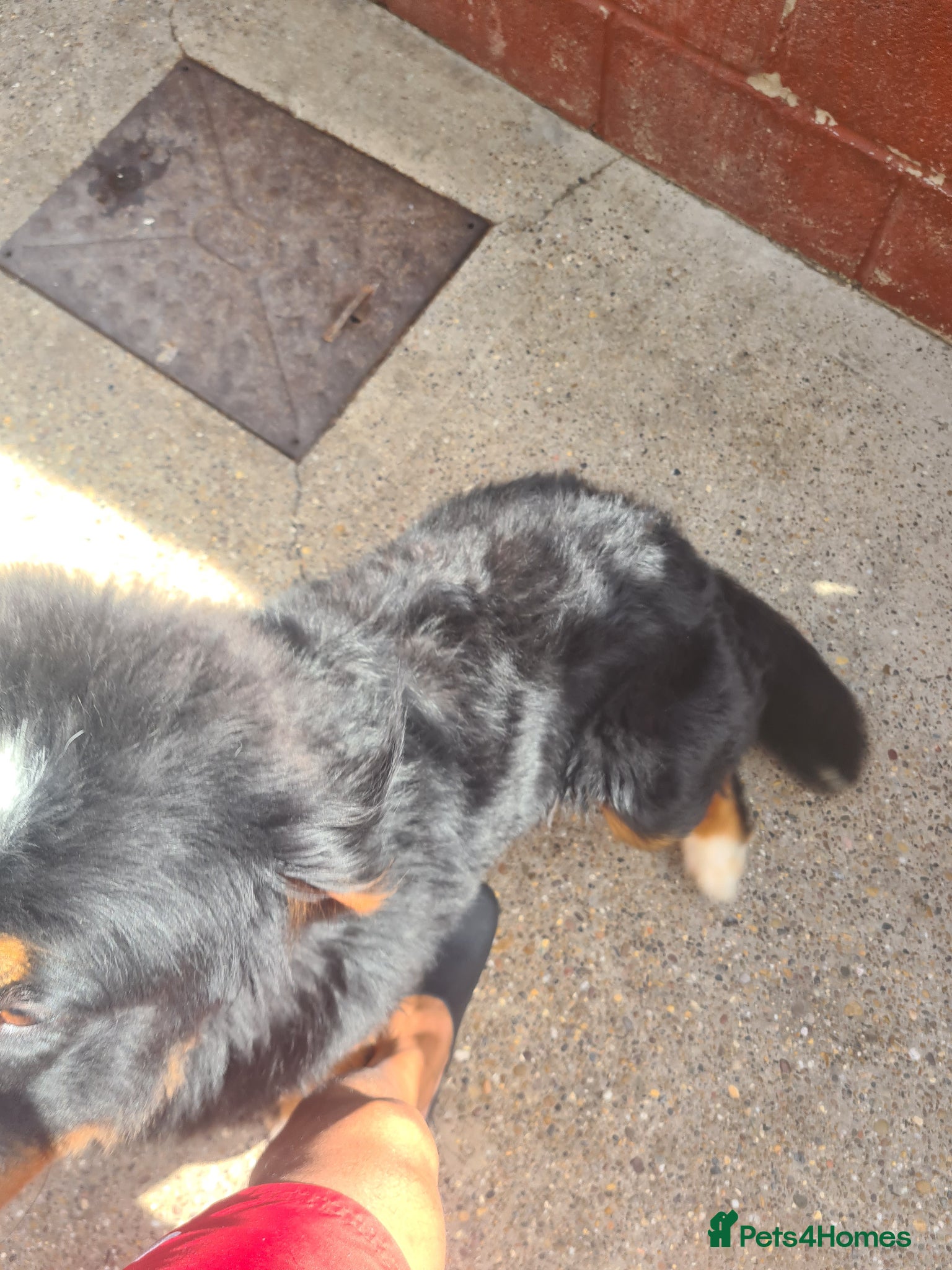 Bernese Mountain Dog dogs for sale: Bernese Mountain Dog  in Nottingham - Advert 7