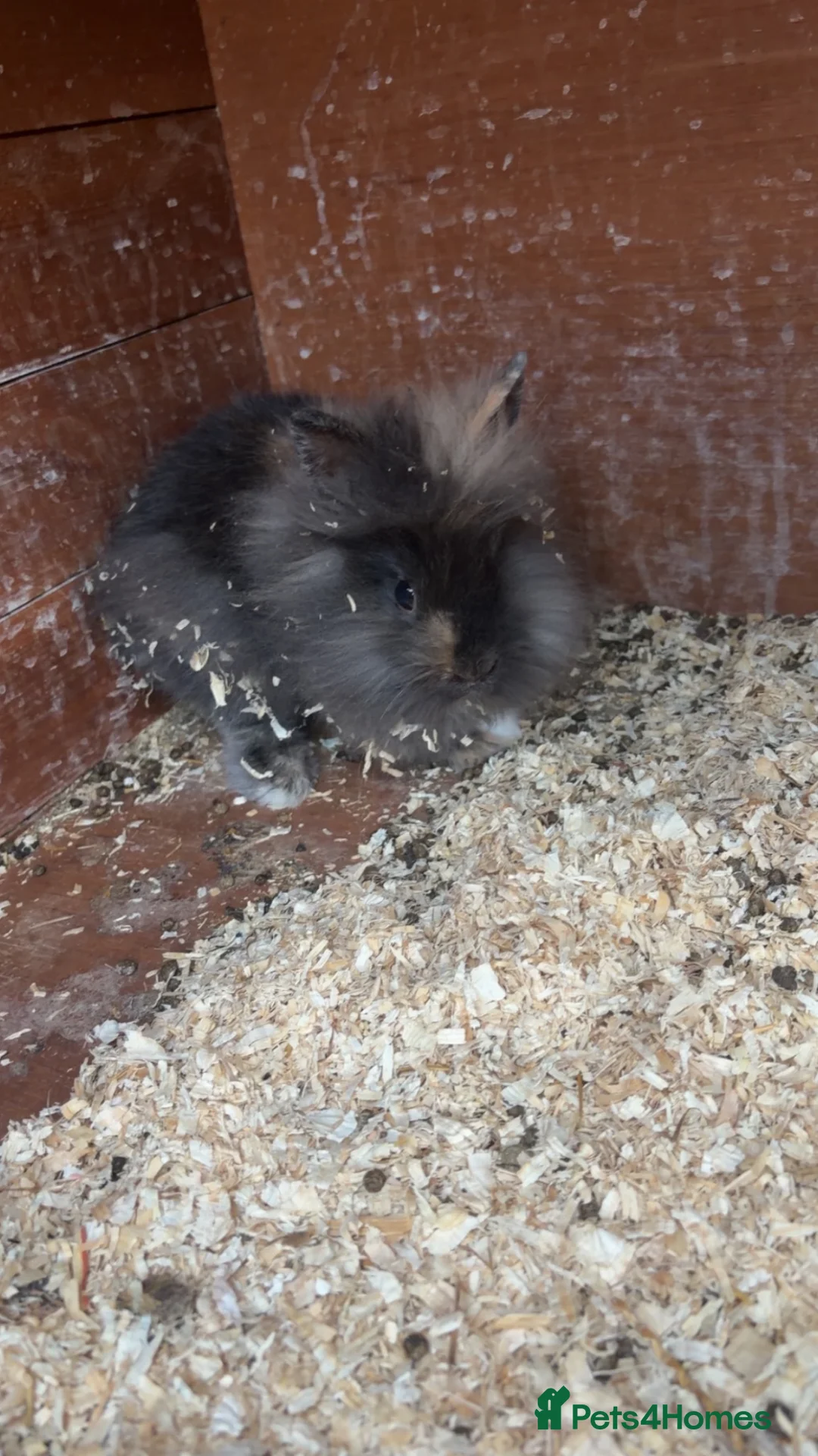 Lionhead rabbits for sale: Lion heads for sale  - Advert 2