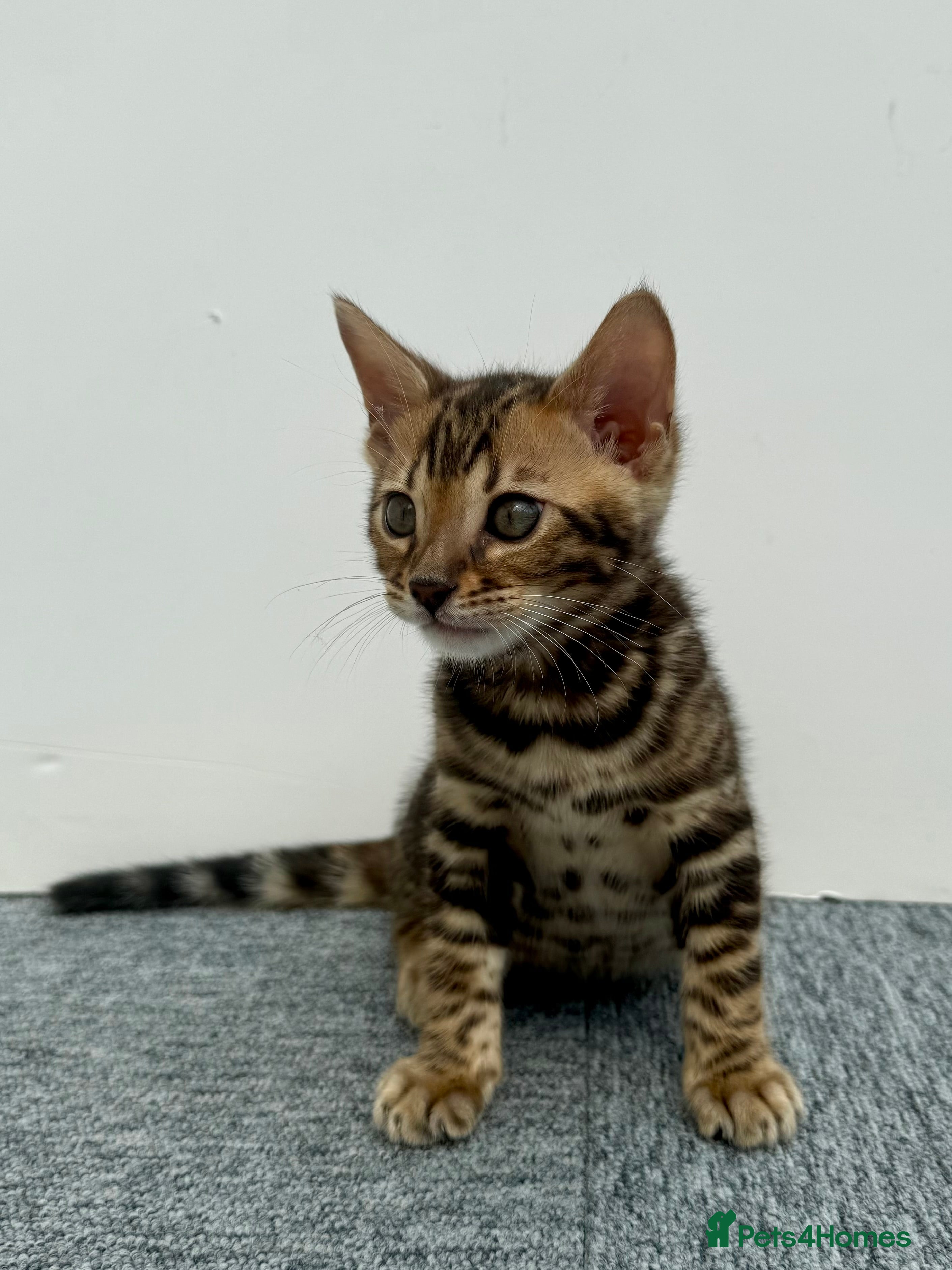 Bengal cats 🐾 Gorgeous Pure Breed Bengal Boy Kitten 🐾 - Advert 2