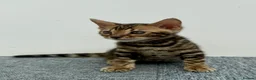 Bengal cats for sale: 🐾 Gorgeous Pure Breed Bengal Boy Kitten 🐾 - Advert 1