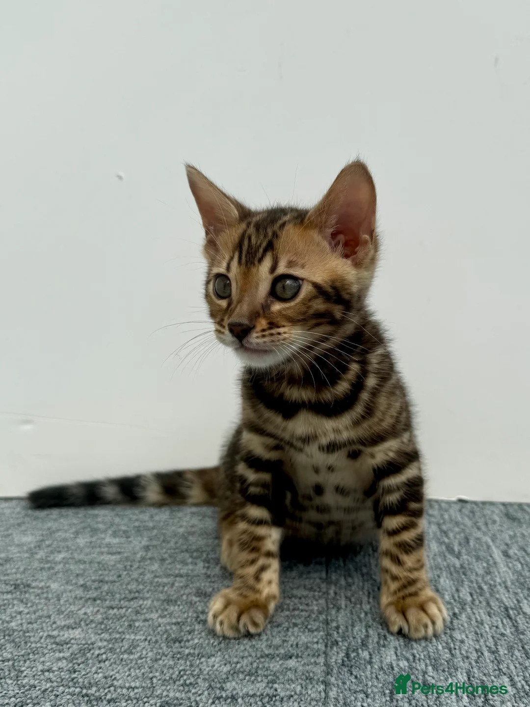 Bengal cats for sale: 🐾 Gorgeous Pure Breed Bengal Boy Kitten 🐾 - Advert 1