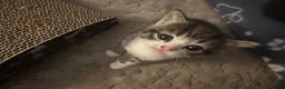 Mixed Breed cats for sale: Adorable kittens looking for their forever homes - Advert 16