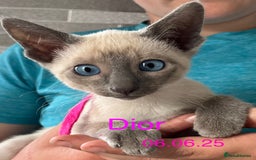 Siamese cats for sale: Blue Point Siamese  - Image 14