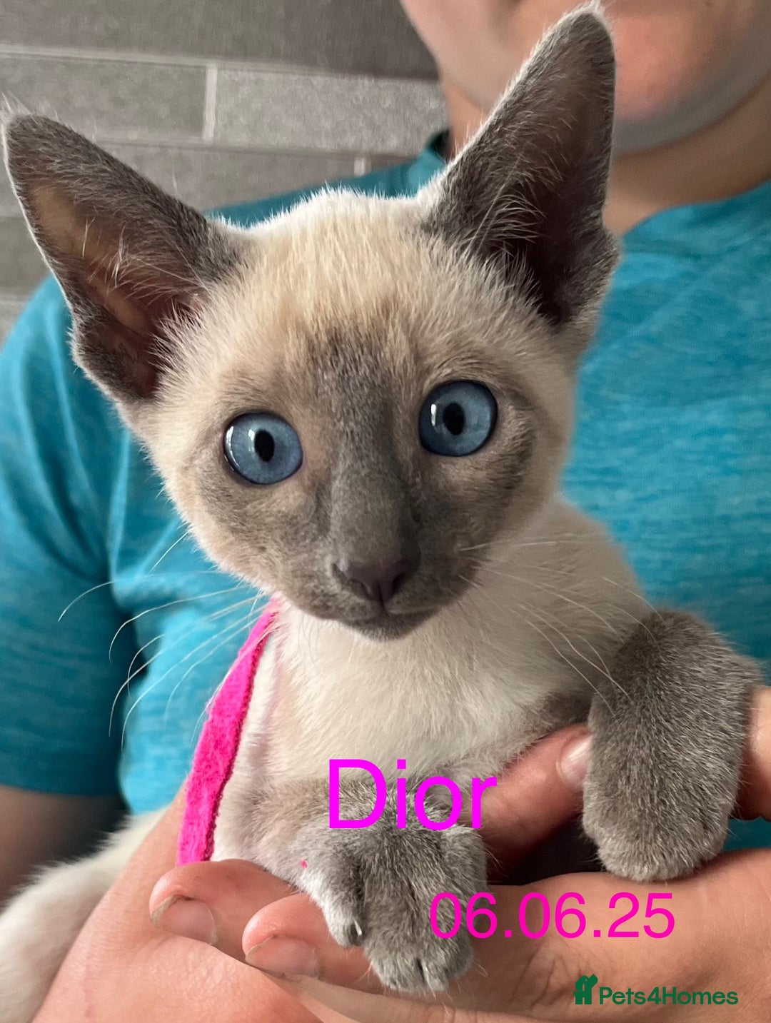 Siamese cats for sale: Blue Point Siamese  - Image 14