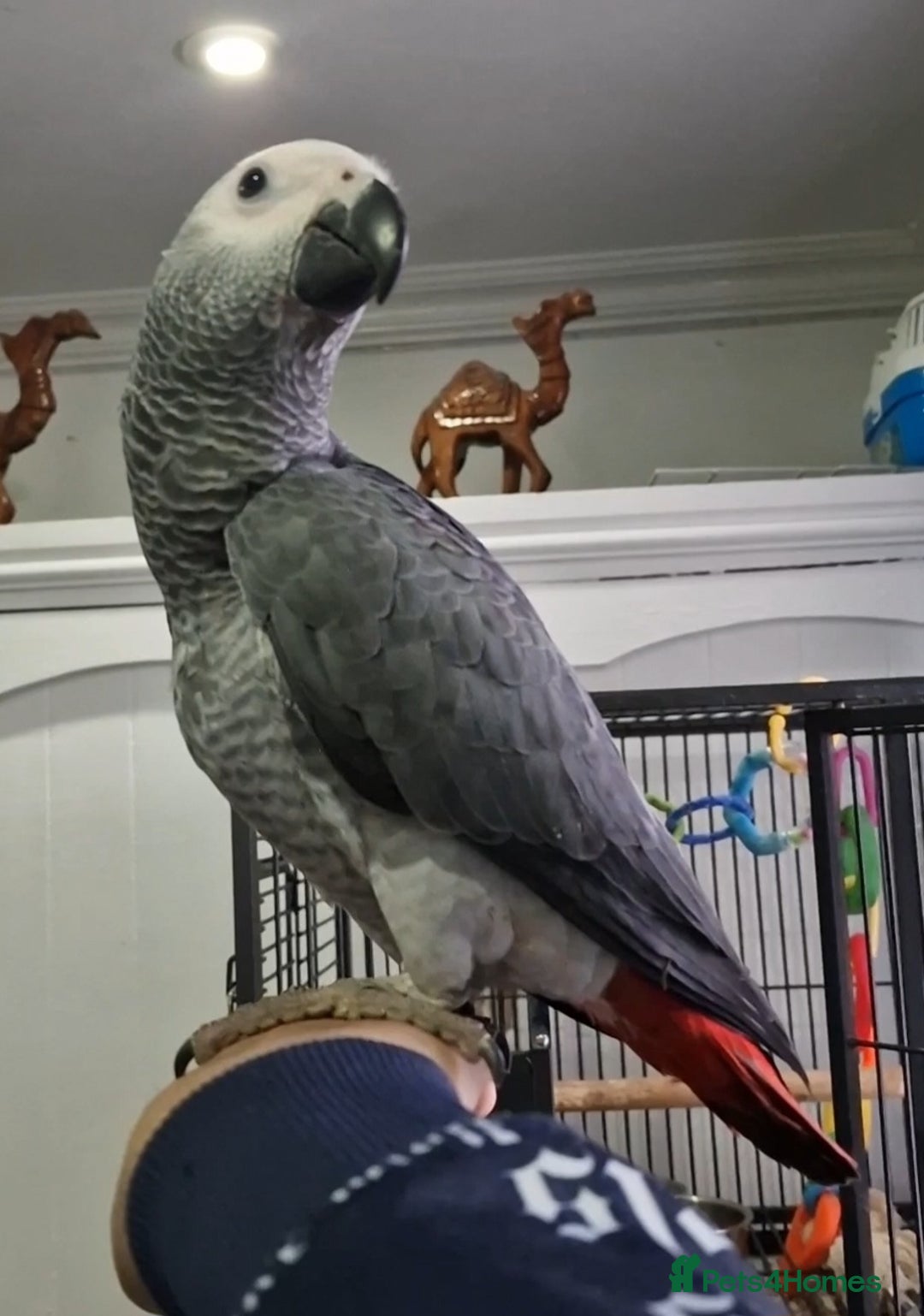 Budgerigars birds for sale: Baby African Grey Full Set Up! - Image 5