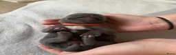 Staffordshire Bull Terrier dogs for sale: Staffordshire Bull Terrier puppies x8 in Swadlincote - Advert 14