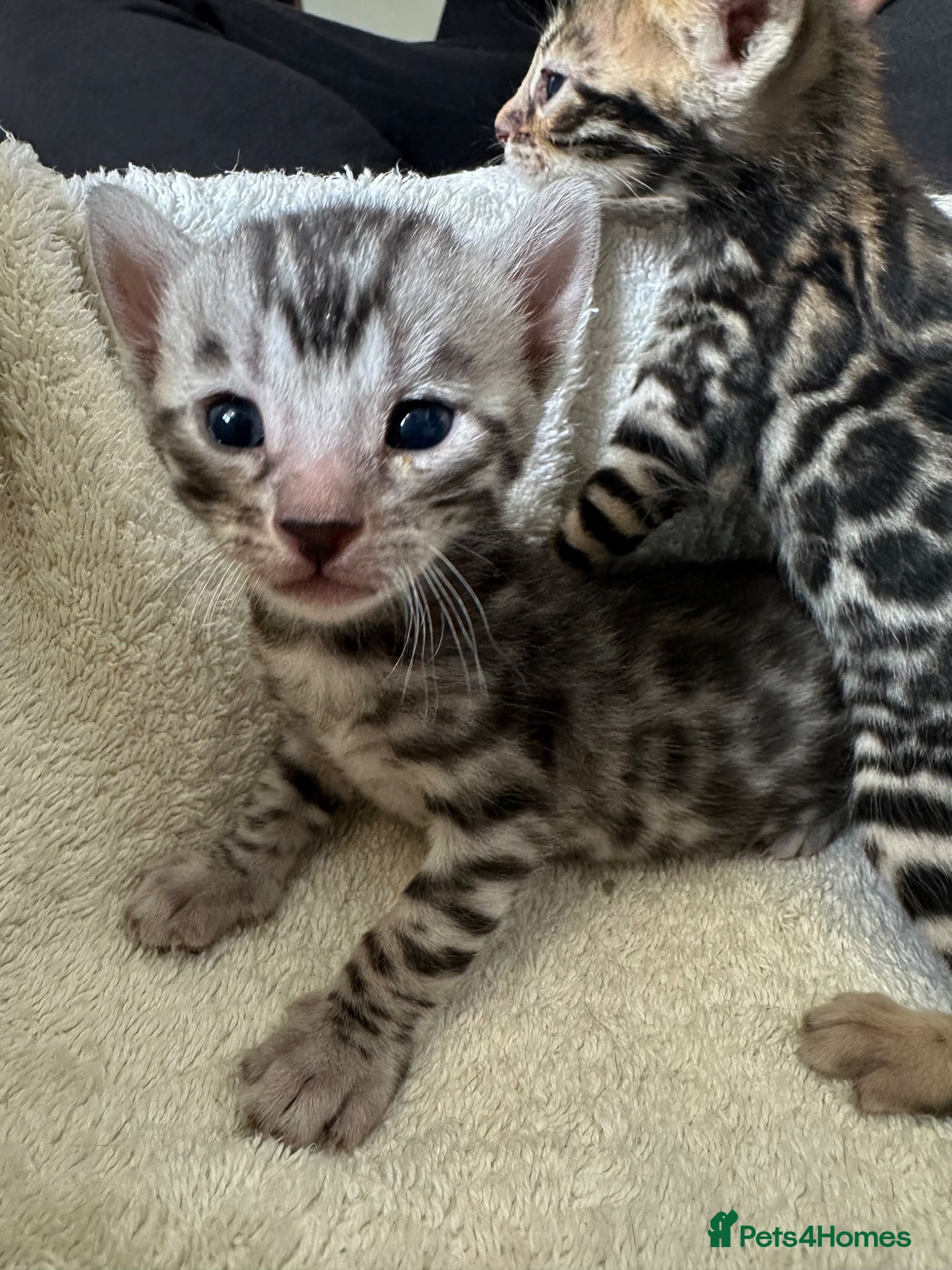 Bengal cats Bengal kittens looking for a forever home  - Advert 2