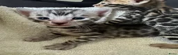 Bengal cats for sale: Bengal kittens looking for a forever home  - Advert 1