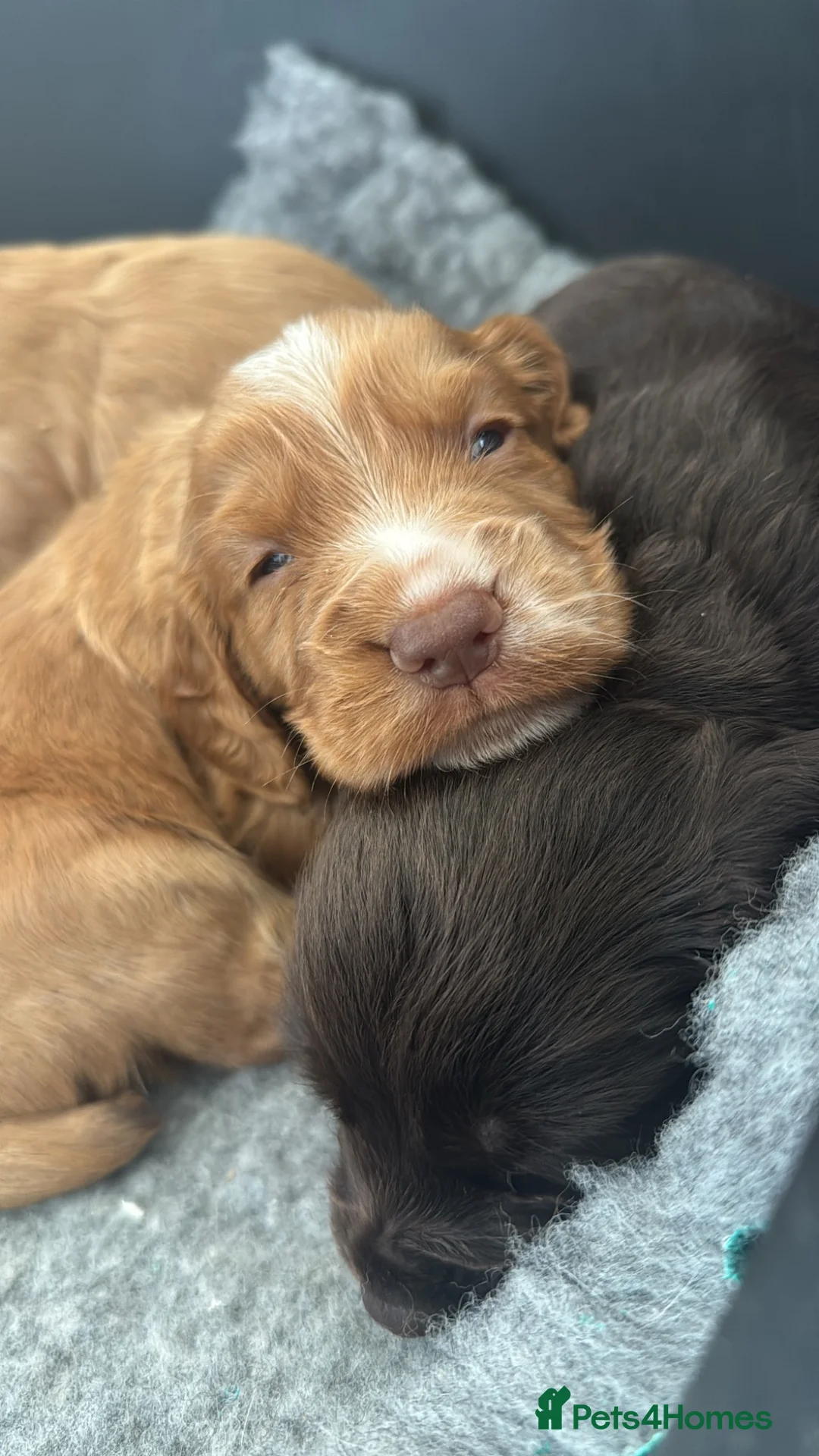 Cocker Spaniel dogs for sale: Gorgeous KC Cocker Spaniels - Advert 2