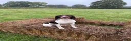 English Springer Spaniel dogs for sale: Outstanding FTCH Line working Springer Spaniel  - Advert 4