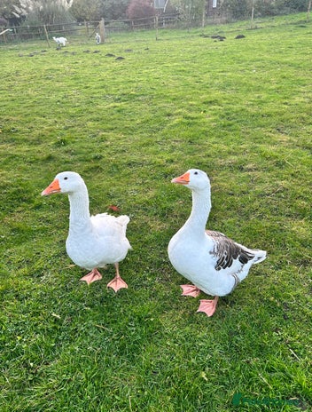 Geese poultry in Bordon - Advert 18