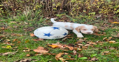 Cocker Spaniel dogs - Advert 2