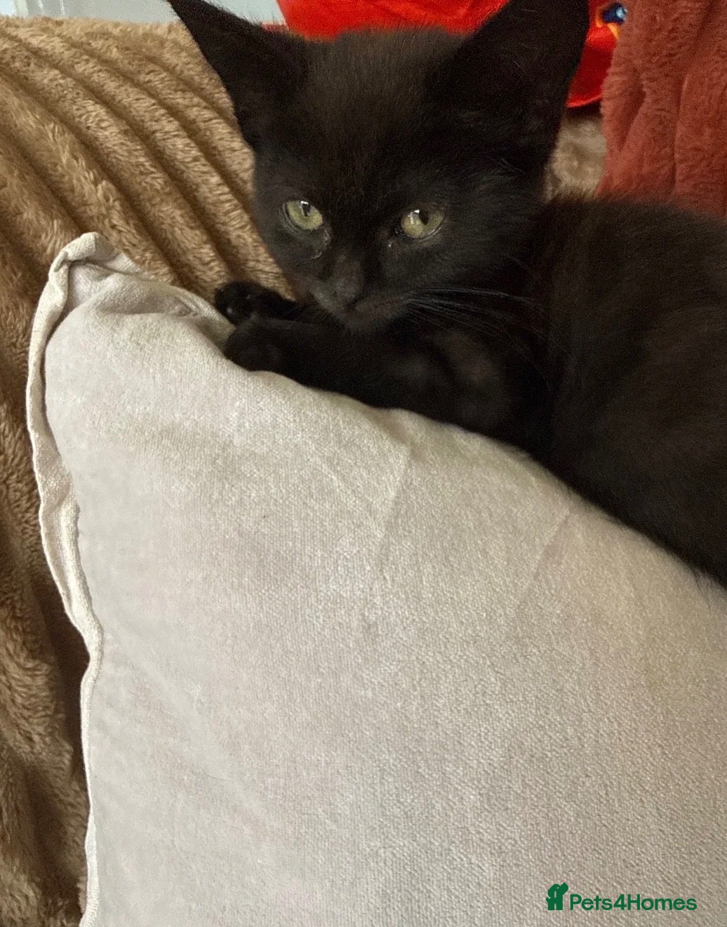 Mixed Breed cats 13 week old mixed litter of gorgeous black kittens - Advert 3