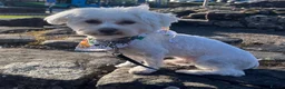 Maltese dogs for stud: Dog for stud in Glasgow - Advert 4