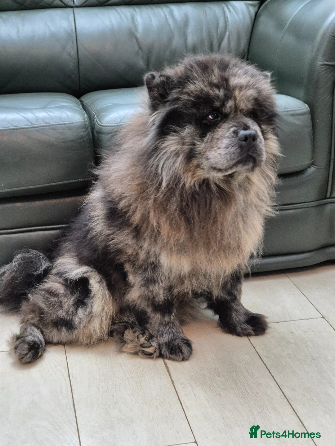 Chow Chow dogs for sale: Chow chow adult male looking for his forever home - Advert 5