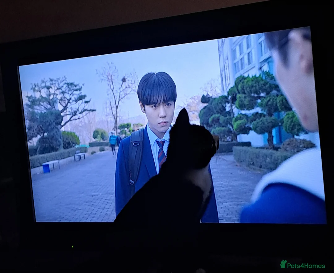 Mixed Breed cats for sale: Sweetest kitten with green eyes needs a home. - Advert 15