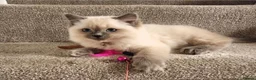 Ragdoll cats for sale: GCCF Ragdoll kittens. Lynx, Blue point. in Basingstoke - Advert 18
