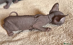 Sphynx cats for sale: male sphynx kitten - Image 3