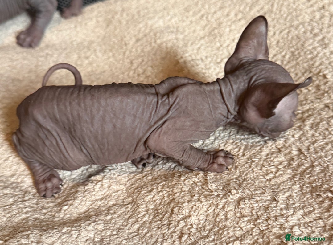 Sphynx cats for sale: male sphynx kitten - Image 3