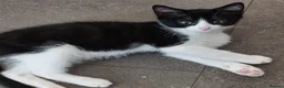 Domestic Shorthair cats for adoption: Bailey & Guinness, approx 14 week old brothers   - Advert 4