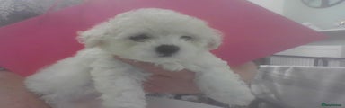 Bichon Frise Puppy 2