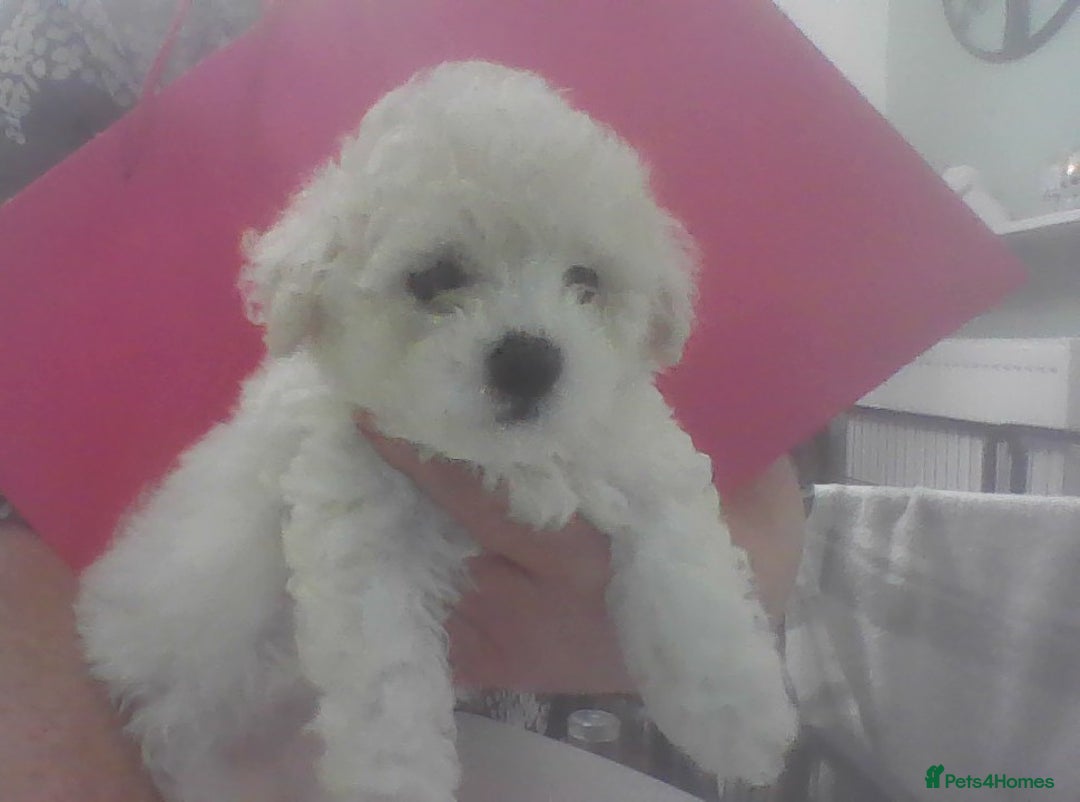 Bichon Frise dogs for sale: KC. REG BICHON FRISE PUPS - Advert 21