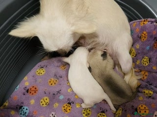 Chihuahua dogs - Advert 1