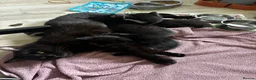 Mixed Breed cats for sale: Kittens for sale in Inverness - Advert 2
