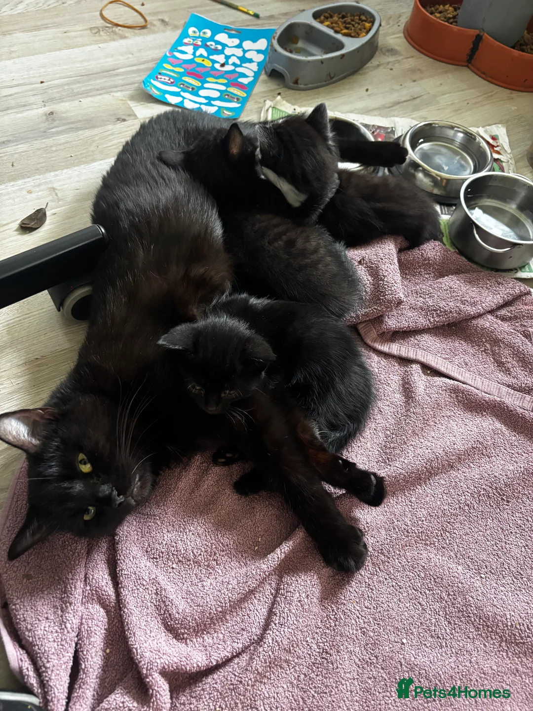 Mixed Breed cats for sale: Kittens for sale in Inverness - Advert 2