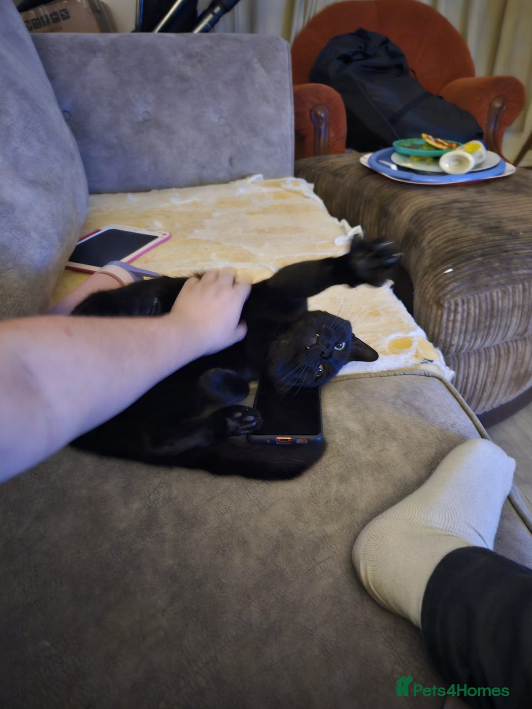 Bombay cats for sale: 2 boy brothers, beautiful and loved. Twins - Image 3