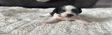 Jackapoo 3