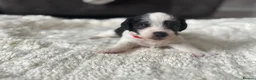 Jackapoo dogs for sale: Jackpoo puppies  - Advert 4
